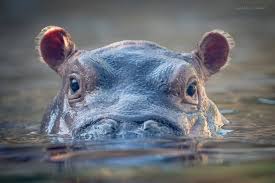 hippo2